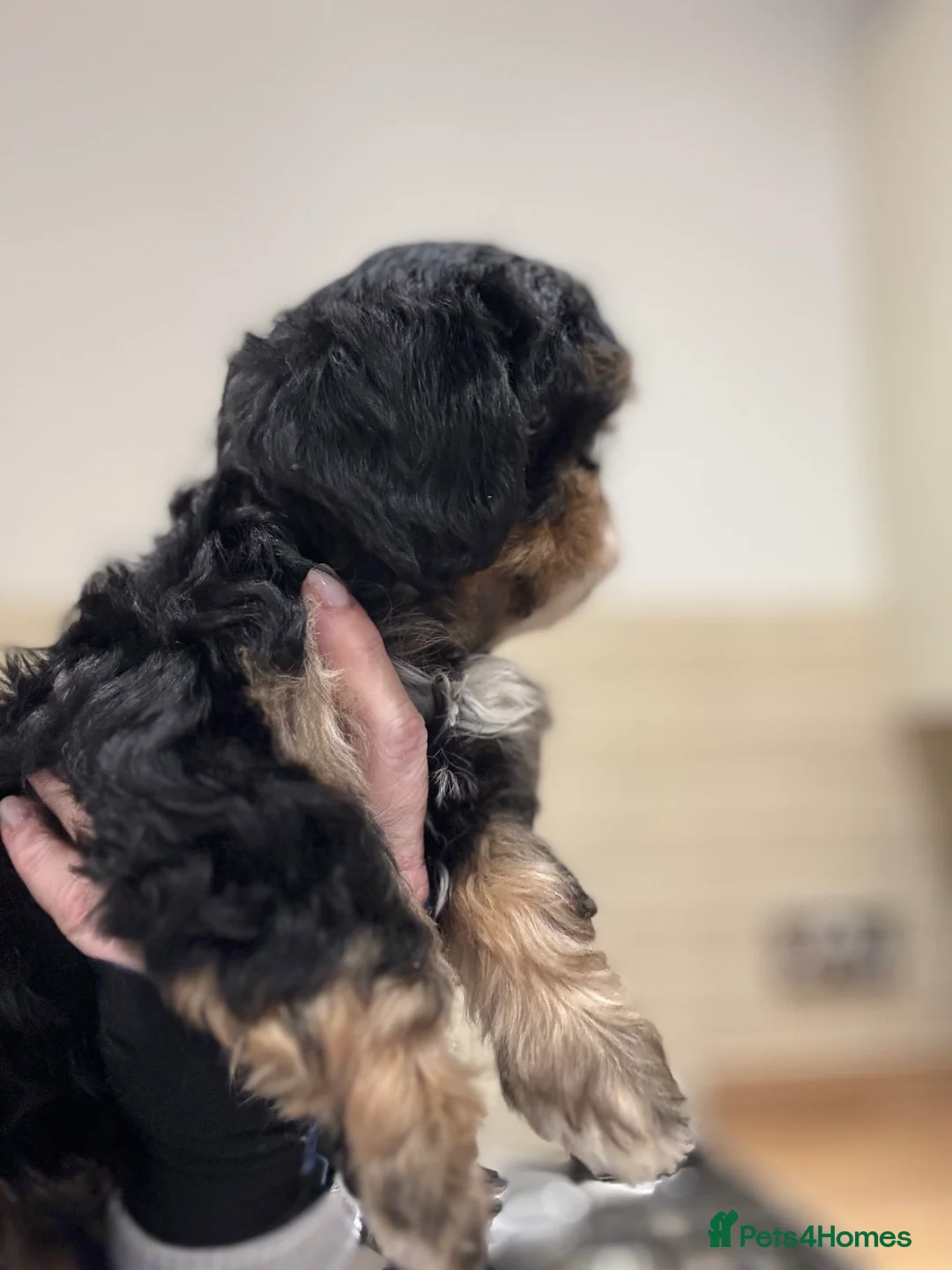 Shih Tzu dogs for sale: PLEASE READ THE DESCRIPTION  - Advert 10