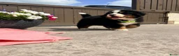 Bernese Mountain Dog dogs for sale: Kc bernese mountain puppies  - Advert 5