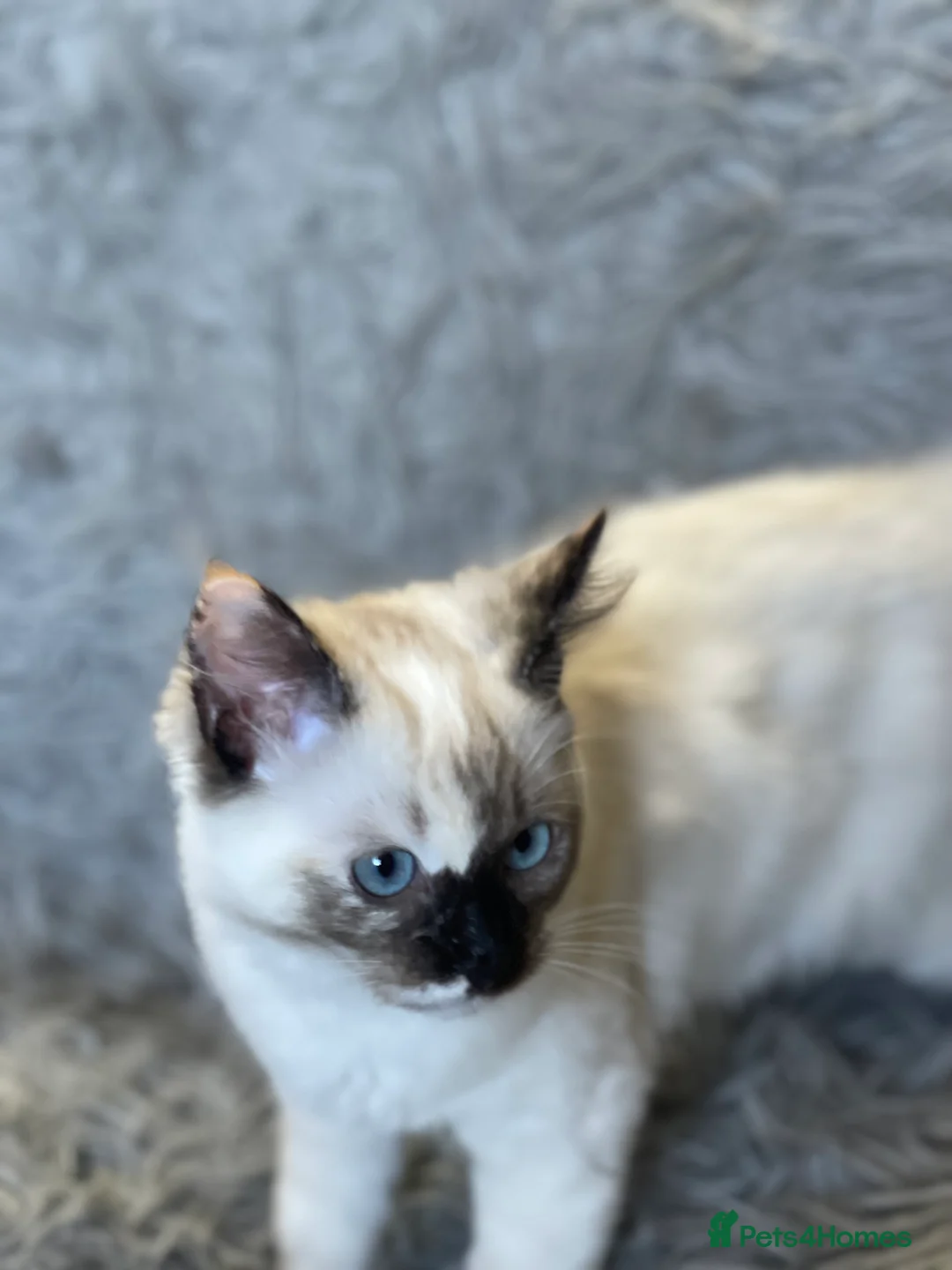 Ragdoll cats for sale: GCCF registered Ragdoll kittens purebred pedigree  - Advert 11