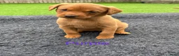 Labrador Retriever dogs for sale: Gorgeous dark Fox Red Pedigree Labs - Advert 14