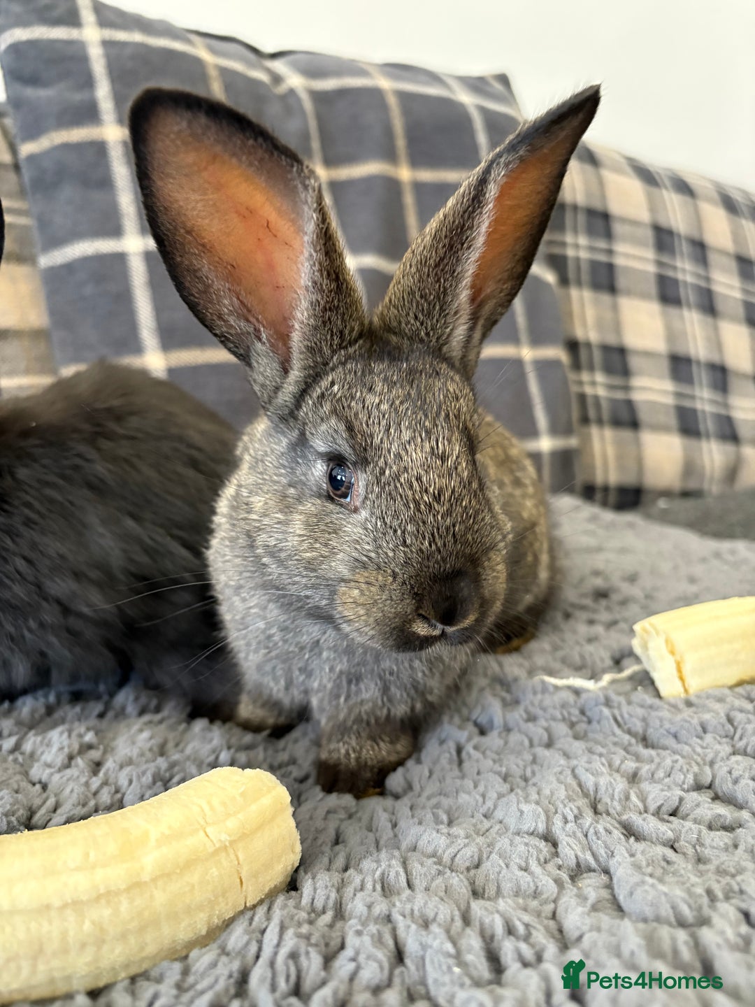Mixed Breed rabbits for sale: Two Bucks  - Advert 4