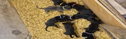 Mixed Breed dogs for sale: 8 Huntaway x puppies for sale - Advert 22