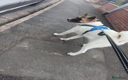 Akita dogs for sale: Akita for rehoming - Advert 8