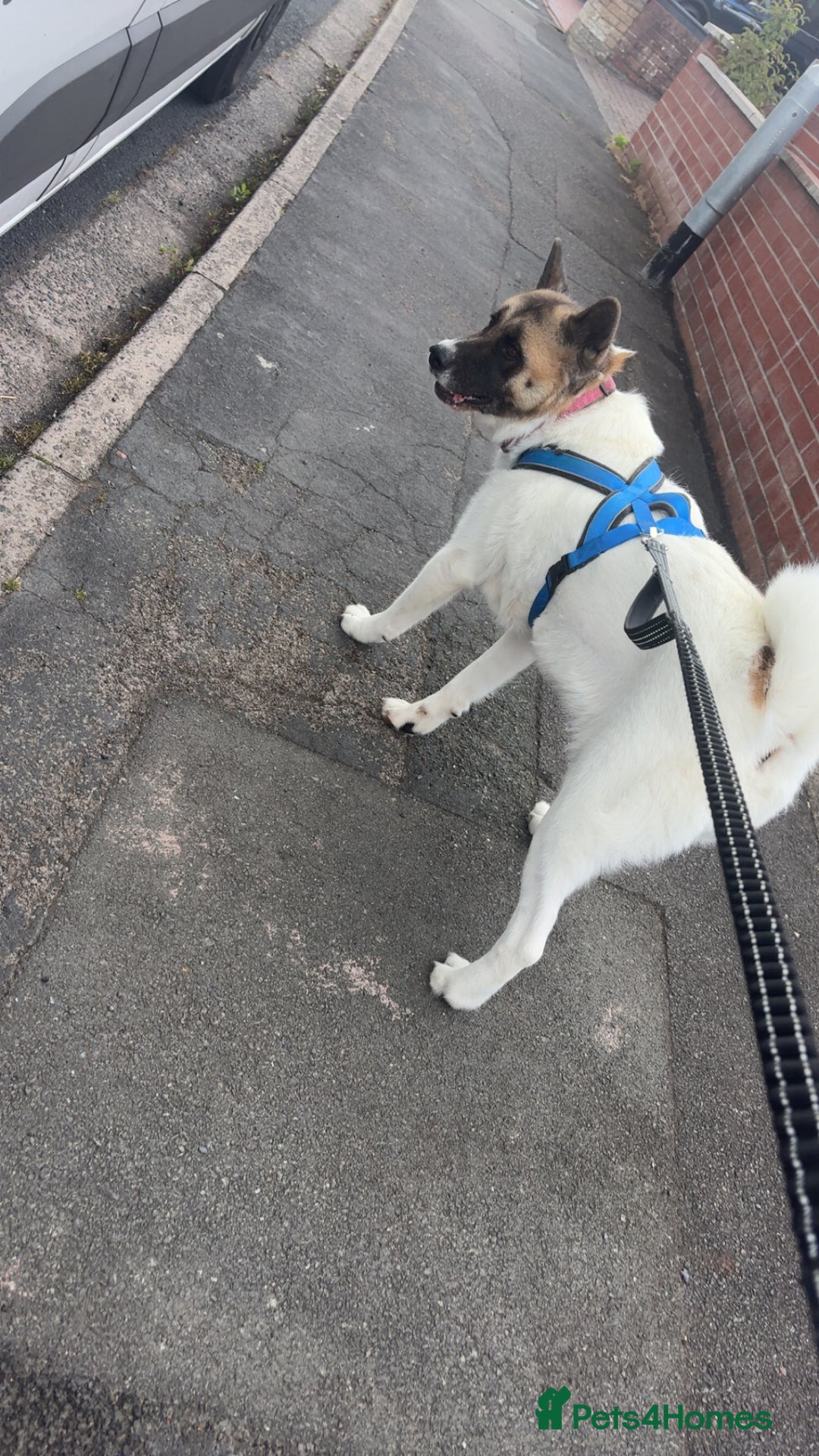 Akita dogs for sale: Akita for rehoming - Advert 8