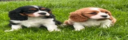Cavalier King Charles Spaniel dogs for sale: Beautiful cavalier King Charles puppies  - Advert 5