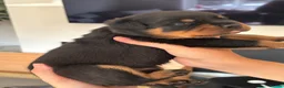 Rottweiler dogs for sale:     Premium KC Registered Rottweilers - Advert 5