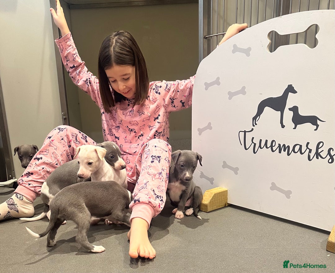 Whippet dogs for sale: Pedigree whippet puppy’s  - Advert 11