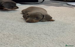 Miniature Dachshund dogs for sale: Miniature dachshund  - Advert 5