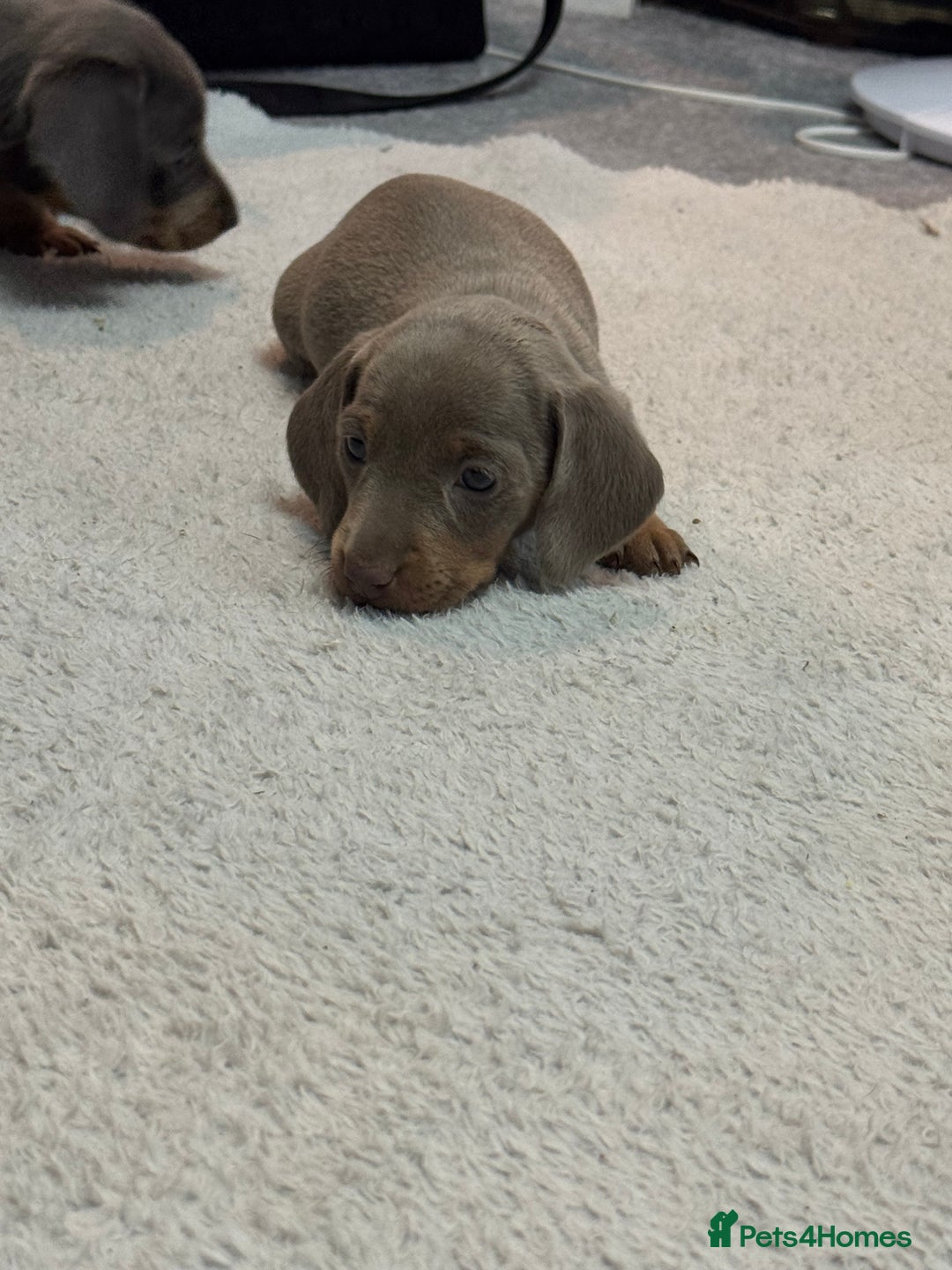 Miniature Dachshund dogs for sale: Miniature dachshund  - Advert 5