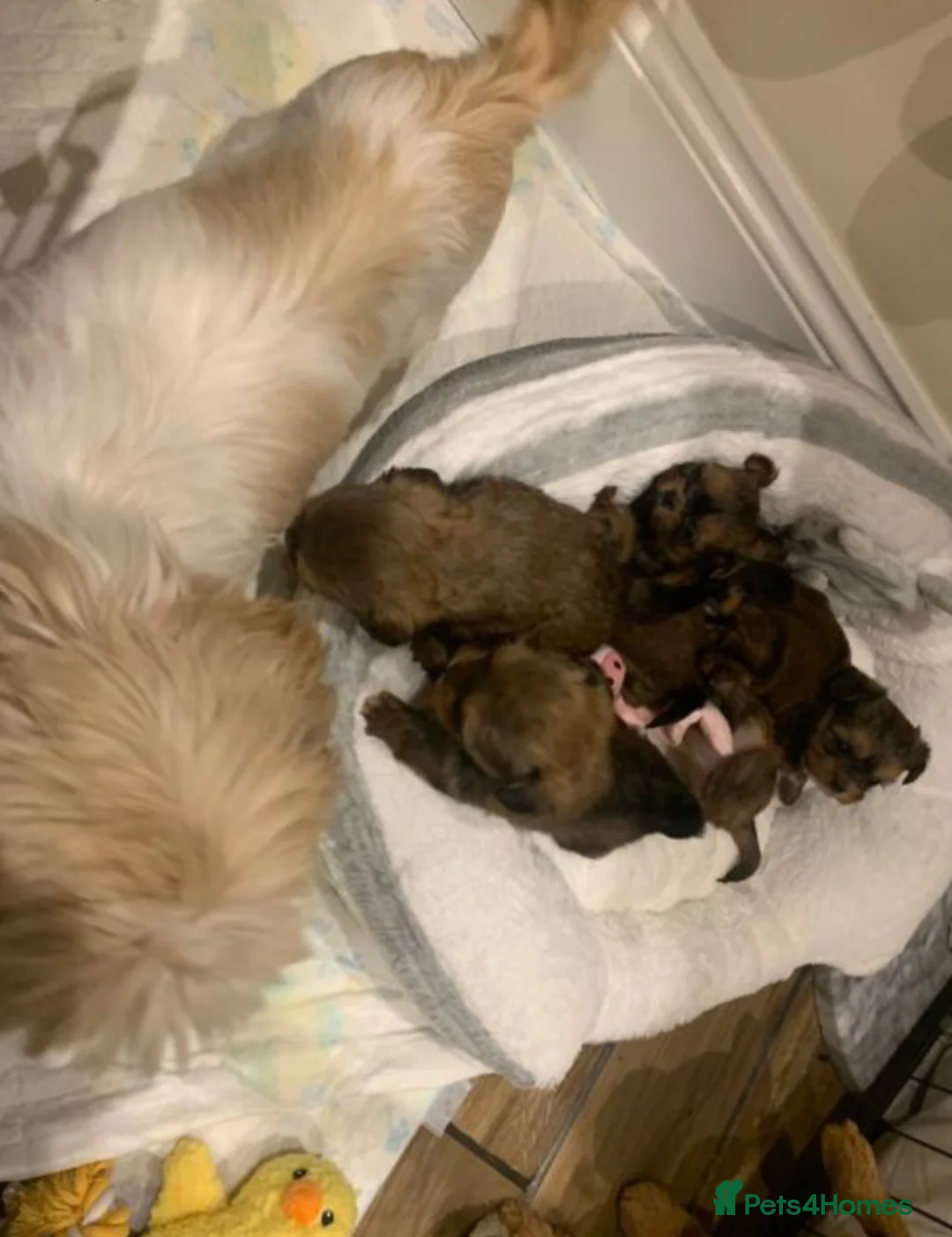 Shih Tzu dogs for sale: 2 Female Shih Tzu Puppies – Ready Soon - Advert 2