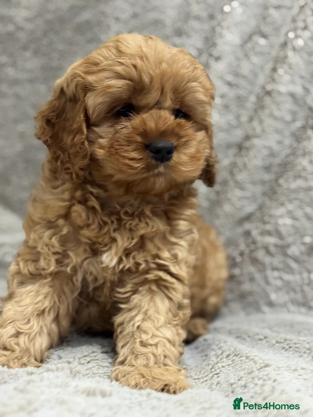 Cavapoo dogs for sale: Adorable Cavapoos – 1 Boy, 3 Girls - Advert 2