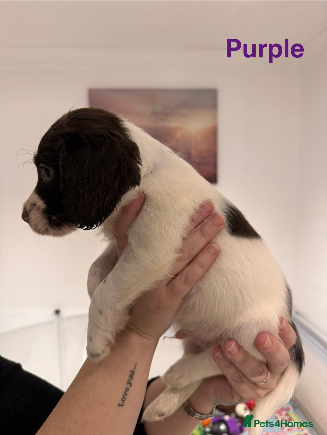English Springer Spaniel dogs for sale: English Springer Spaniel Pups.  - Advert 10
