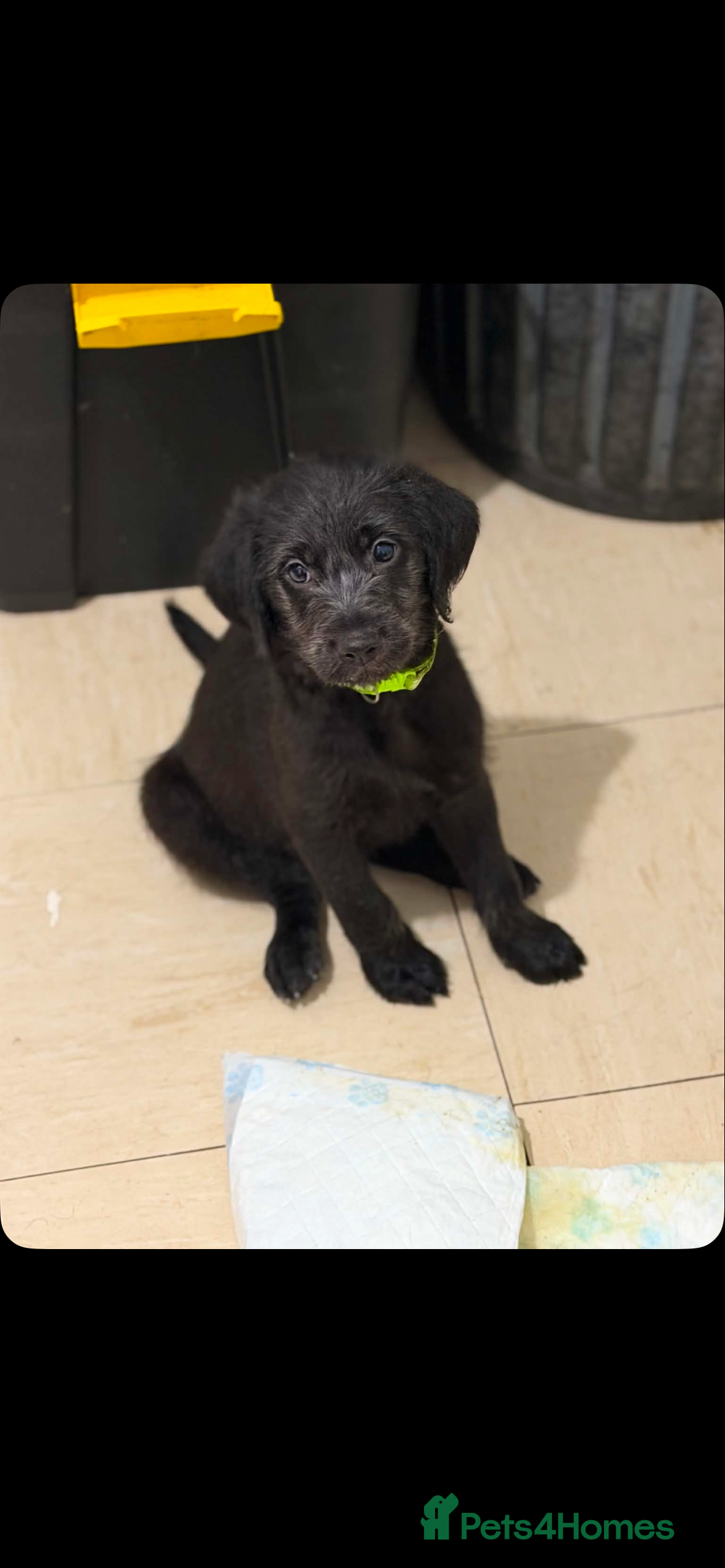 Labradoodle dogs READY TO LEAVE TOMORROW F1 labradoodle - Advert 2