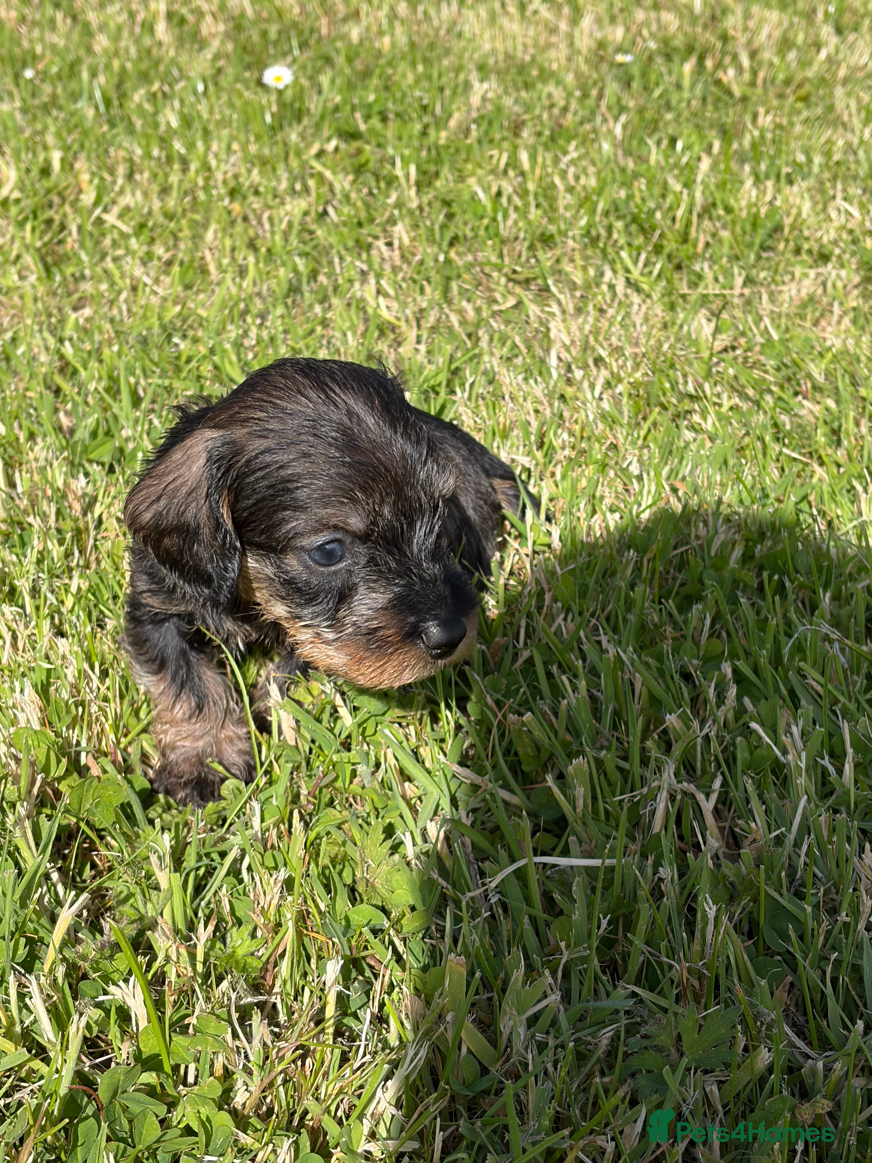 Dachshund dogs Beautiful Pedigree Wire-Haired Dachshund Puppies - Advert 2