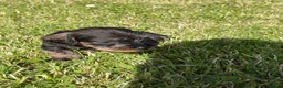 Dachshund dogs for sale: Standard Wire-Haired Dachshund Puppies - Advert 27