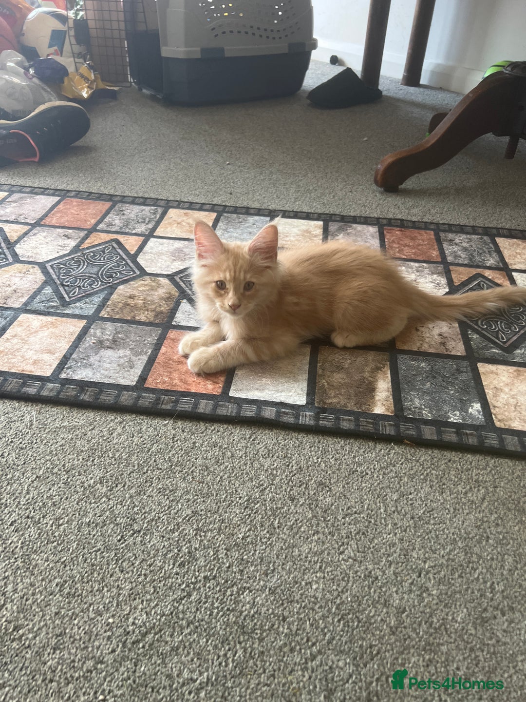 Maine Coon cats for sale: MANE COON KITTENS READY NOW - Image 22