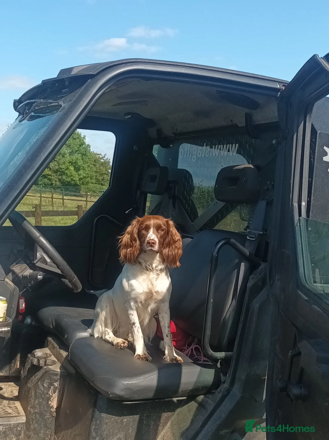 Sprocker dogs for sale: Sprocker Spaniel pups for sale  in Tiverton - Advert 7