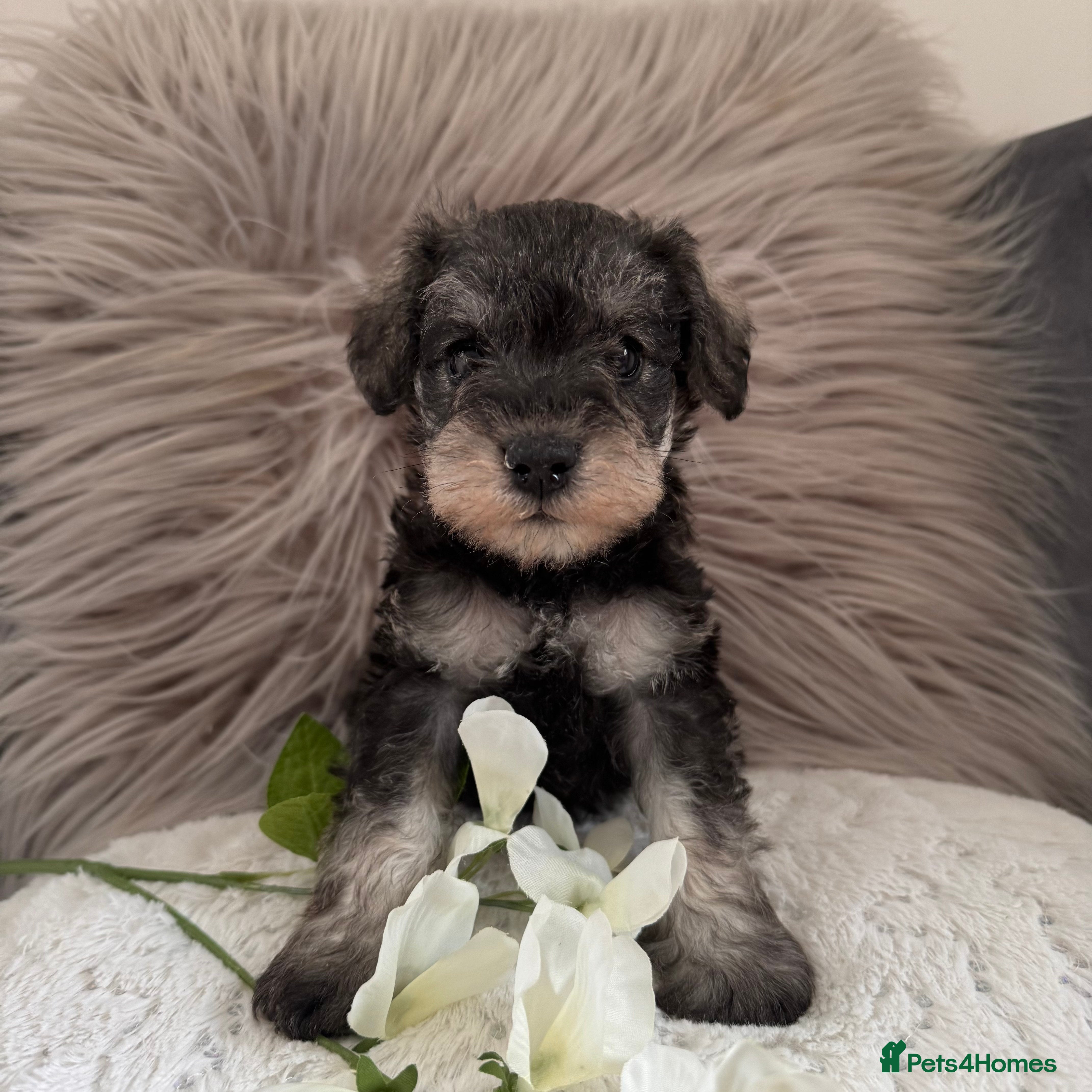 Miniature Schnauzer dogs Beautiful Miniature Schnauzers - Advert 1