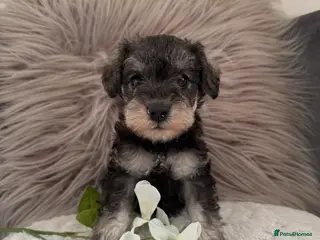 Miniature Schnauzer dogs Beautiful Miniature Schnauzers - Advert 3