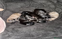 Malshi dogs for sale: Beautiful malshi puppies  - Image 2