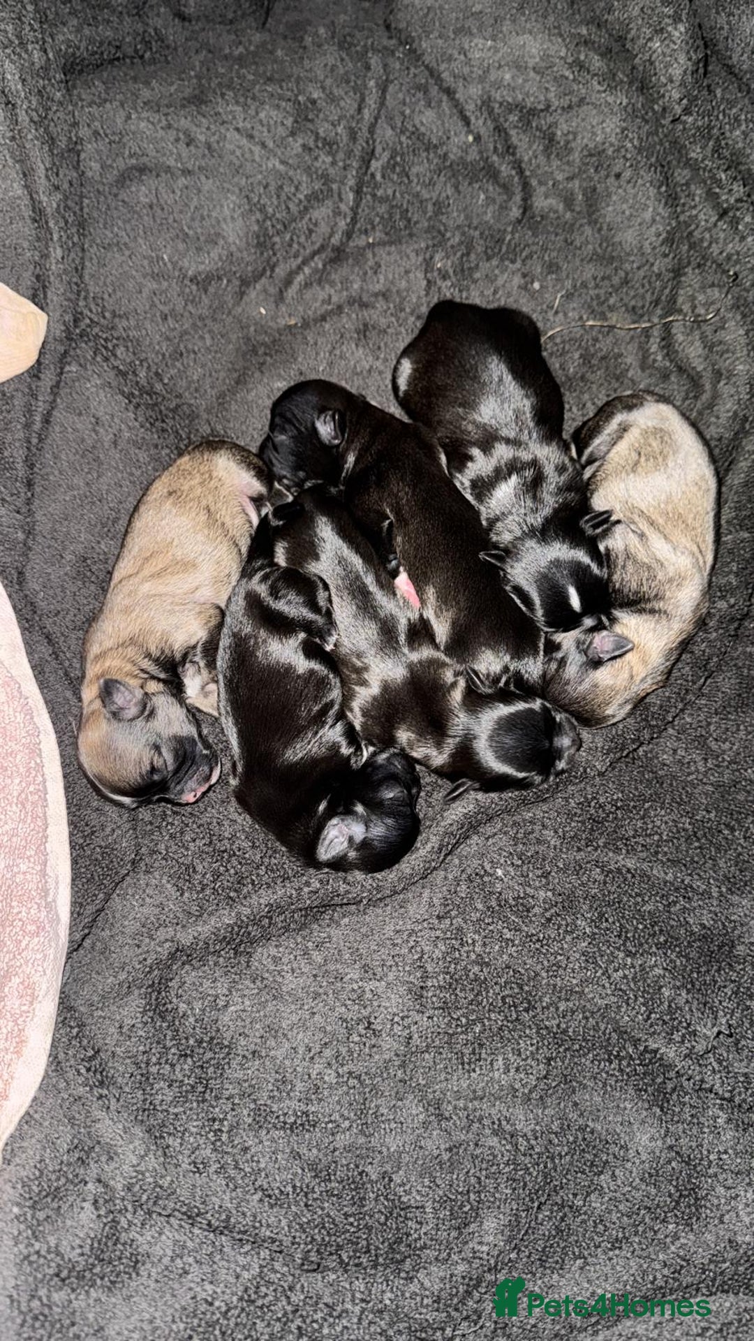 Malshi dogs for sale: Beautiful malshi puppies  - Image 2
