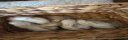 Mixed Breed rabbits for sale: Adorable Angora x Lop Baby Rabbits - Advert 5