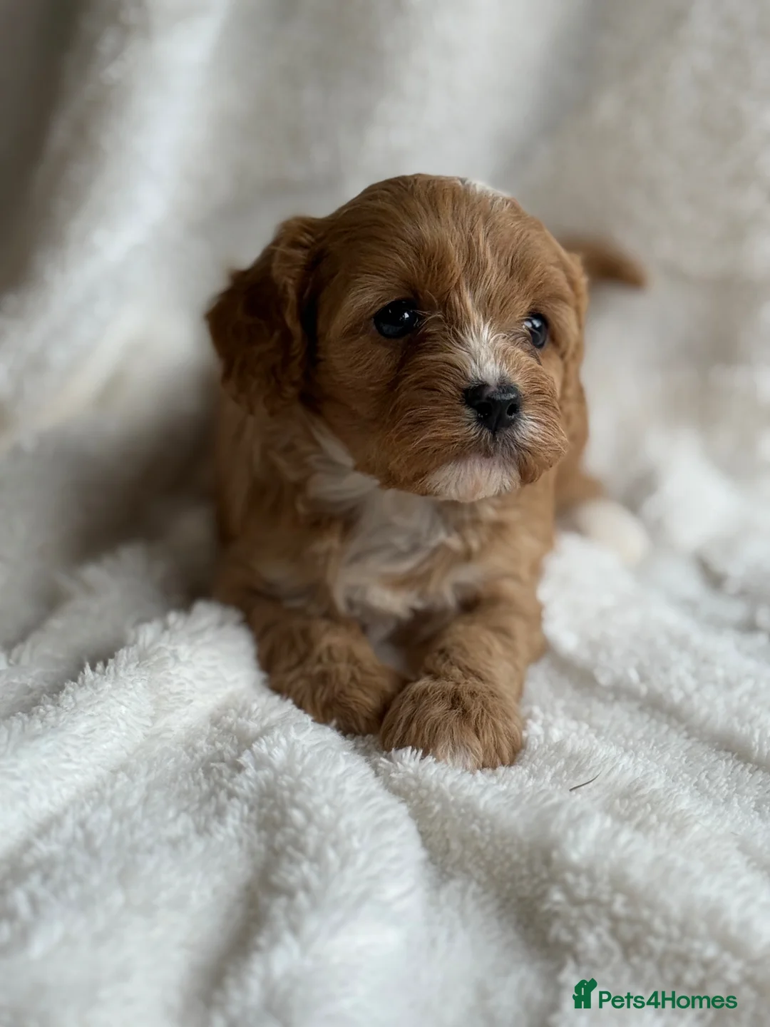 Cavapoo dogs for sale: Stunning F1 Red Cavapoo Girls  - Advert 2