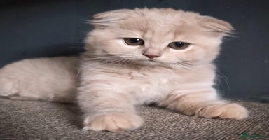 Scottish Fold cats - Advert 7