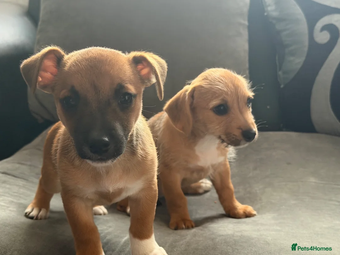 Mixed Breed dogs for sale: Jack Russel cross Maltese pups  - Advert 2