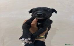 Mixed Breed dogs for sale: Collie Whippet Puppies - Image 5