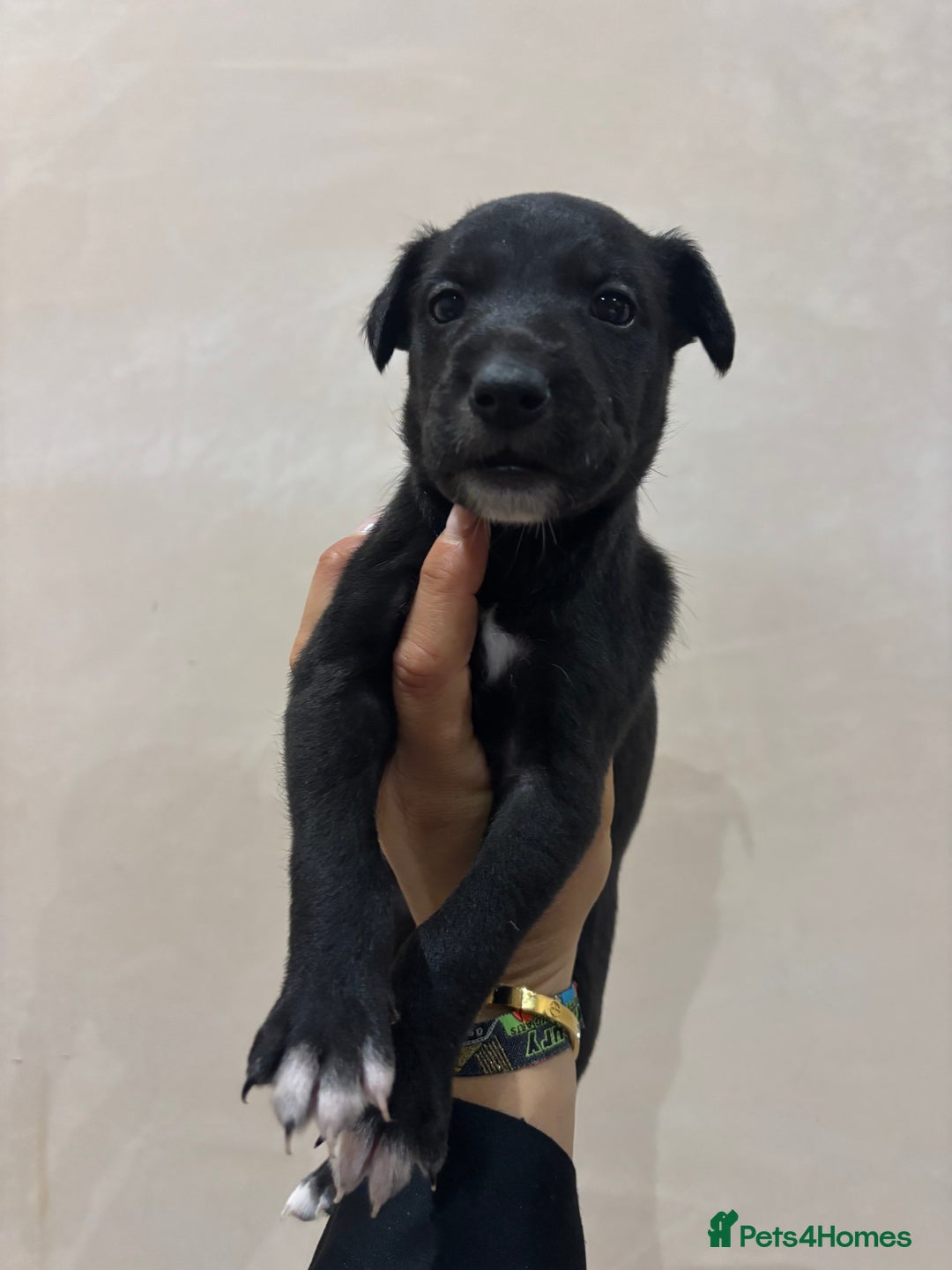 Mixed Breed dogs for sale: Collie Whippet Puppies - Image 5