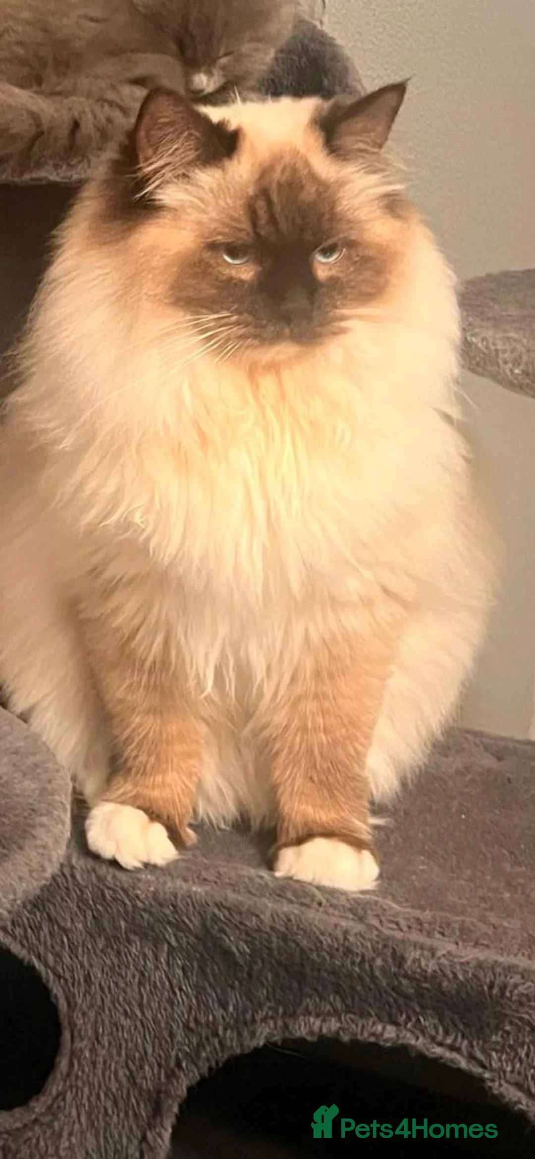 Ragdoll cats for stud: Stunning sealpoint for available for stud duties - Advert 4