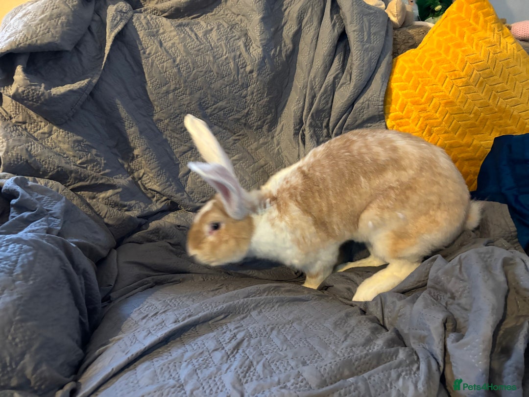 Continental Giant rabbits for sale: Max continental giant rabbit - Advert 3