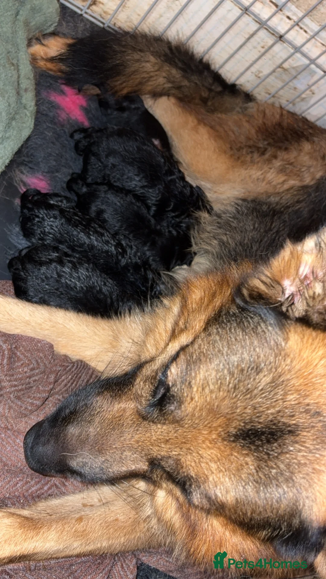 Golden Shepherd dogs for sale: 6 Beautiful Golden Shepherd Girls Available!  - Advert 3