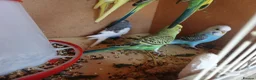 Budgerigars birds for sale: Baby Budgerigars For Sale - Advert 3