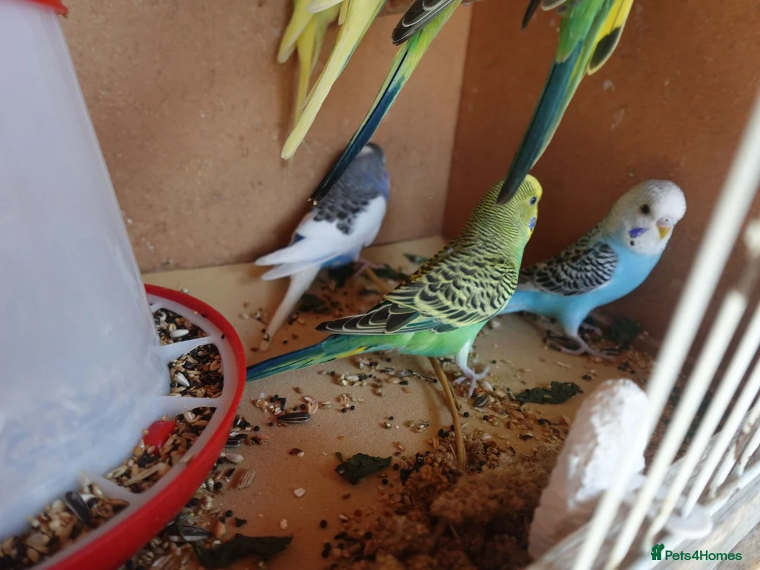Budgerigars birds for sale: Baby Budgerigars For Sale - Advert 3