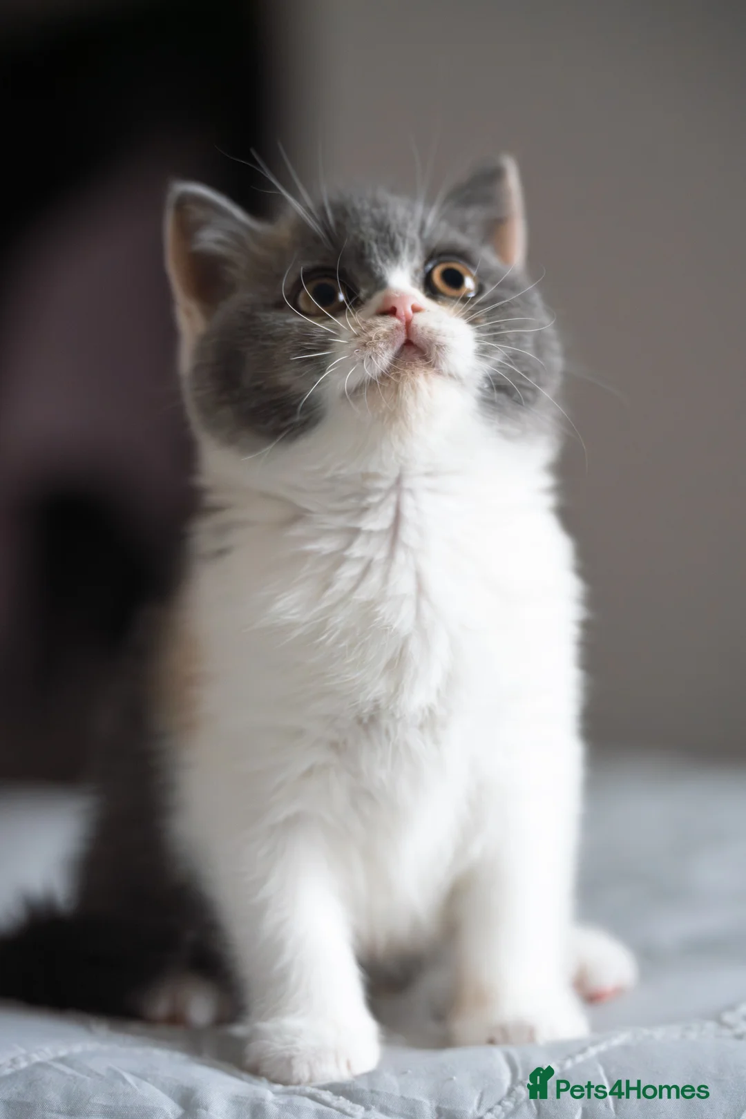 British Shorthair cats for sale: GCCF and TICA Registered -Show Quality BSH. - Advert 16