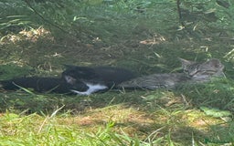 European cats for sale: 3 beautiful kittens - Image 6
