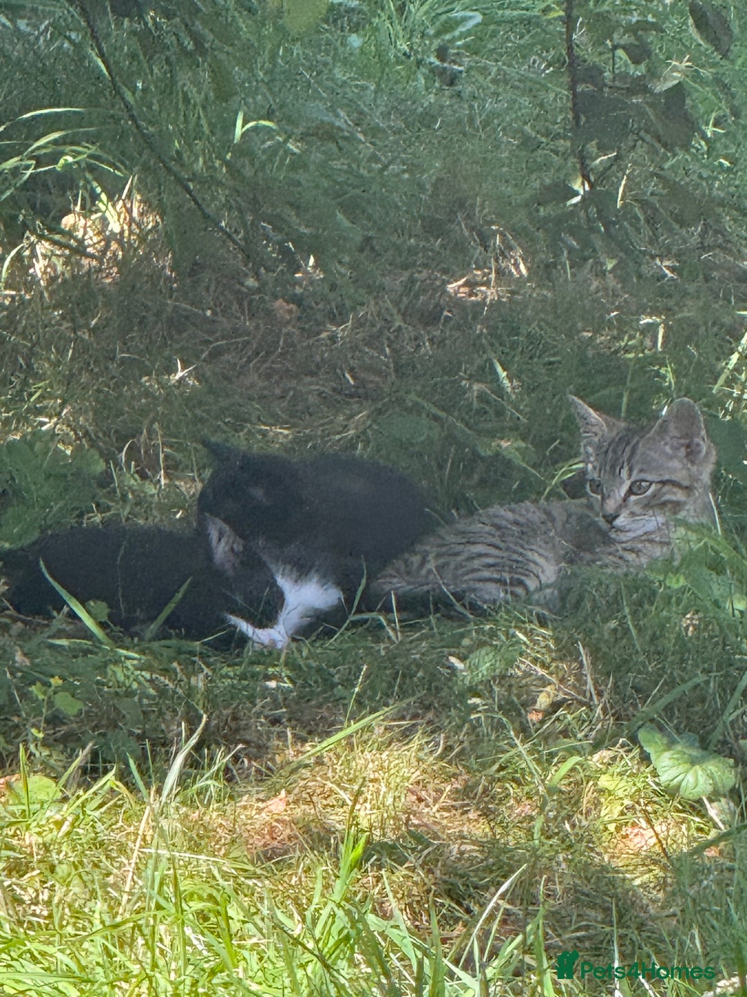 European cats for sale: 3 beautiful kittens - Image 6