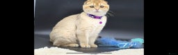 Scottish Fold cats for sale: Beautiful TICA Registered Scottish Girl Kittens - Advert 7