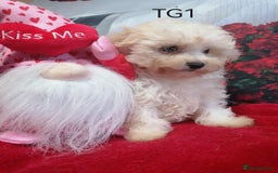 Maltipoo dogs for sale: Toy Maltipoos  - Image 7