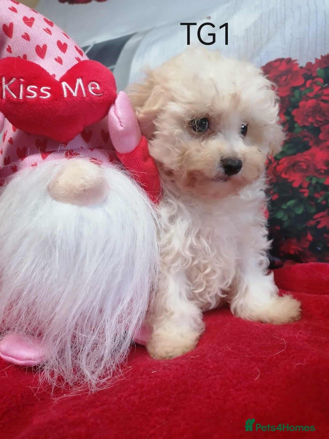 Maltipoo dogs for sale: Toy Maltipoos  - Image 7