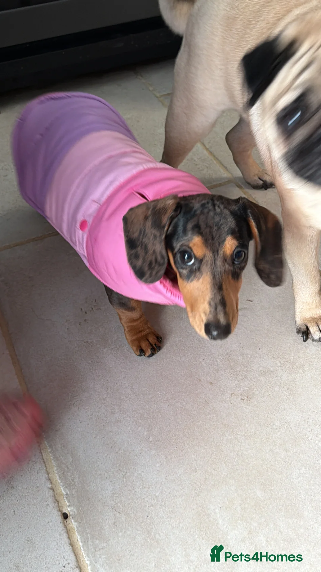 Miniature Dachshund dogs for sale: 6 month old dachshund  - Advert 9