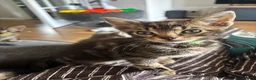 Mixed Breed cats for sale: Adorable kittens for sale  - Advert 11