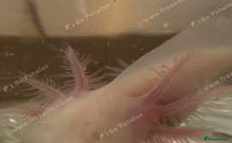 Axolotl reptiles - Advert 1