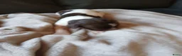 English Springer Spaniel dogs for sale: Springer spaniel - Advert 7