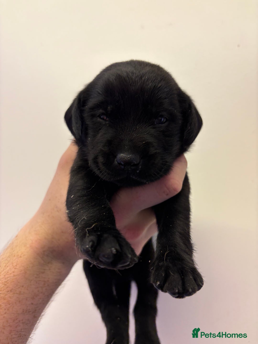 Labrador Retriever dogs for sale: Lovely KC Labrador retrievers  - Image 6