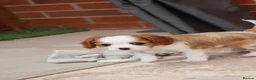 Cavalier King Charles Spaniel dogs for sale: Cavalier Boy Available - Advert 6