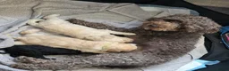 Cockapoo dogs for sale: Stunning F2 Cockapoo Puppies–Raised with Mum & Dad - Advert 5