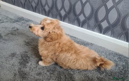 Maltipoo dogs for sale: Tiny f1b maltipoo puppys - Image 5